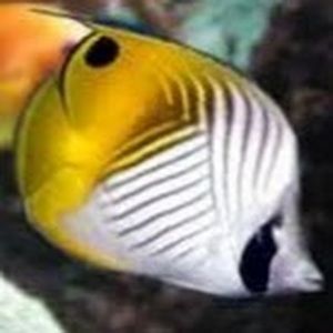 Meet your Posher, Sadeen